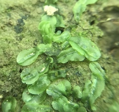 Pallavicinia