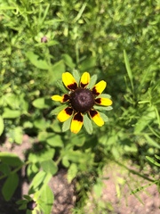 Rudbeckia hirta