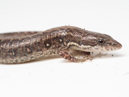 Selvasaura