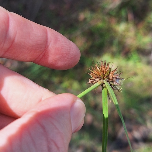 Image of Rhynchospora rubra by (c) Greg Tasney, some rights reserved (CC BY-SA)