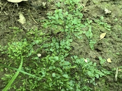 Pallavicinia