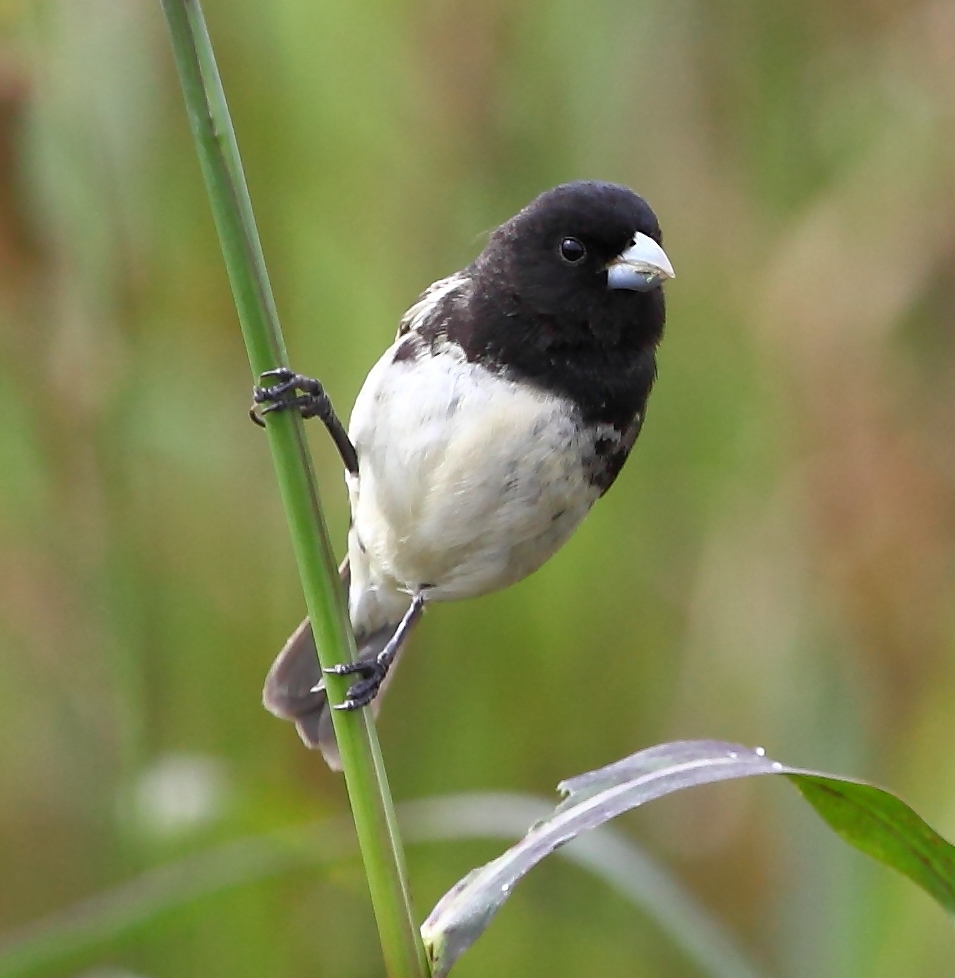 Typical Seedeaters and Seed-Finches