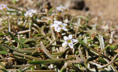 Limosella longiflora (Limosella longiflora)