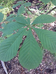 Aesculus hippocastanum