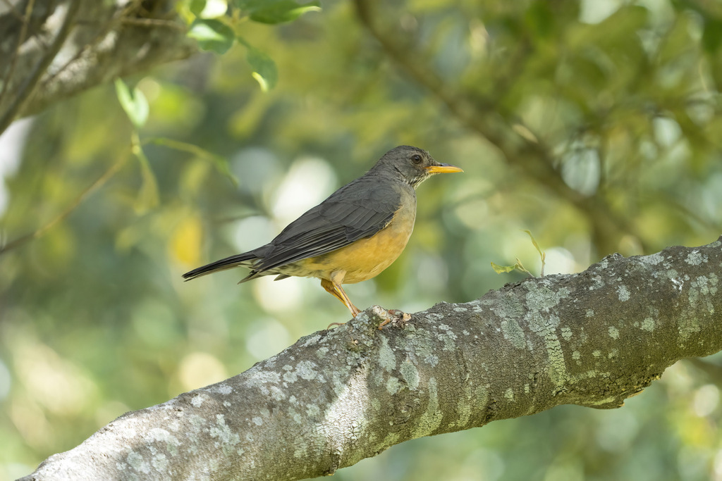 Cape Olive Thrush from Кирстенбош, Rhodes Dr, Newlands, Cape Town, 7735 ...