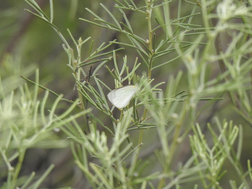 narrow-winged pearl white