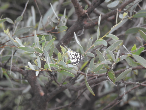 Caper White