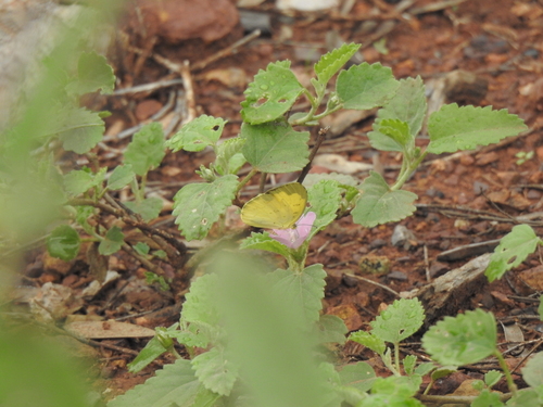 Common Grass Yellow