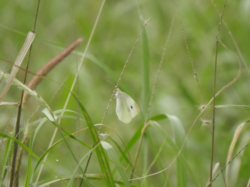 Small White