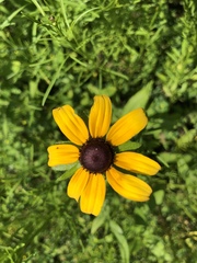 Rudbeckia