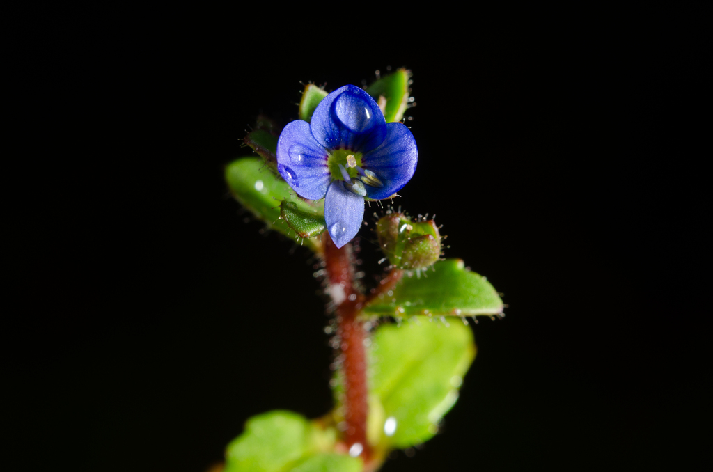 French Speedwell