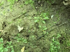 Pallavicinia