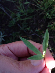 Trifolium longipes