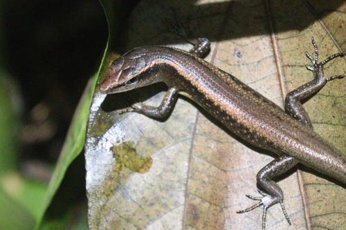 Schmidt's Skink