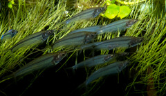 Glass Catfish photo 2