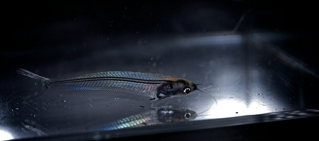 Glass Catfish