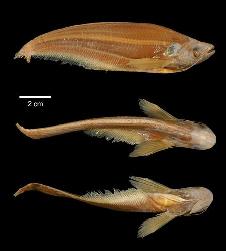 Kryptopterus palembangensis