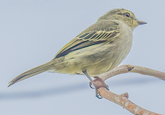 Golden-Faced Tyrannulet photo 4
