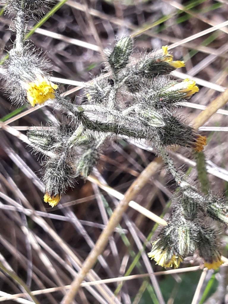 Pilosella mandonii