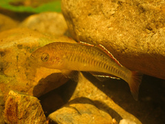 Western Carp Gudgeon photo 5