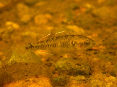 Western Carp Gudgeon photo 3