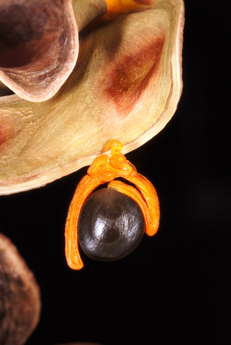 Acacia auriculiformis