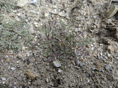 Gilia stellata