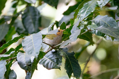 Phylloscopus laetus