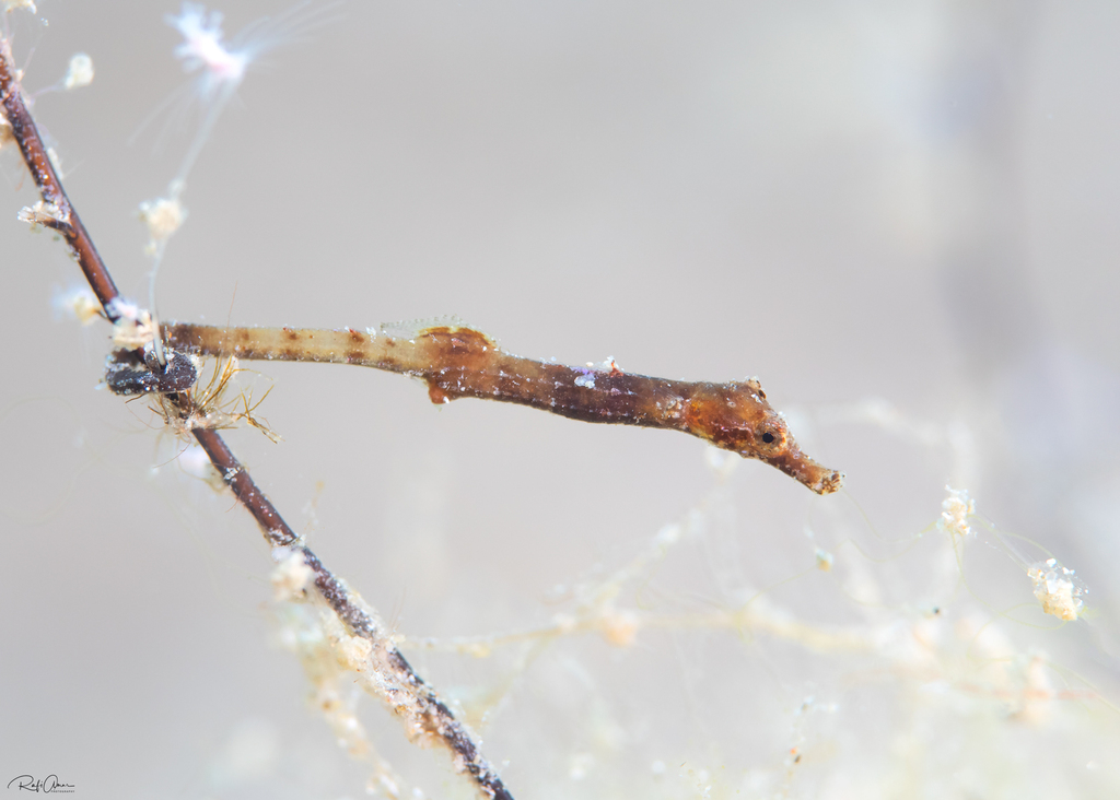 Dwarf pipehorse (Acentronura tentaculata) — Syngnathidae