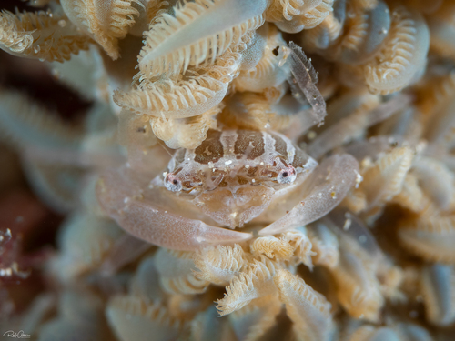 Caphyra loevis observed 2024-03-29