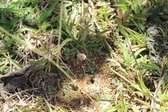 Rochaina phalerata