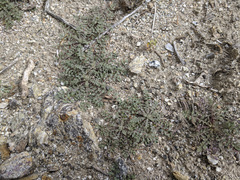 Gilia stellata