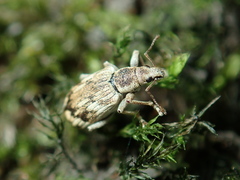 Polydrusus tereticollis