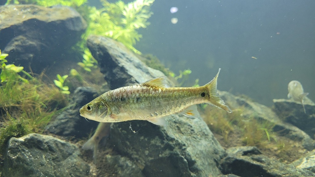 Barbodes montanoi
