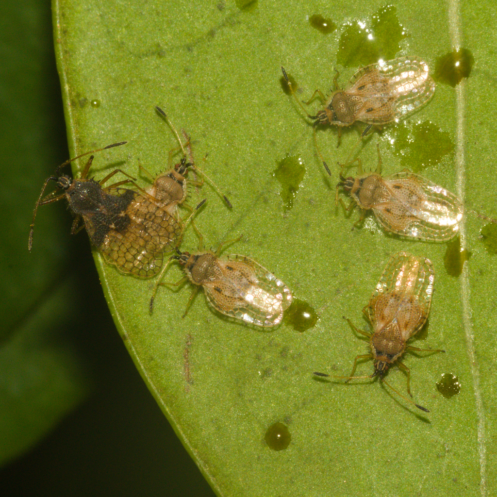 Acanthocheila armigera