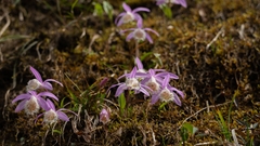 Pleione formosana