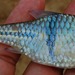 Spanner Barb - Photo (c) Wie146, some rights reserved (CC BY-SA)