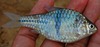 Spanner Barb - Photo (c) Wie146, some rights reserved (CC BY-SA)
