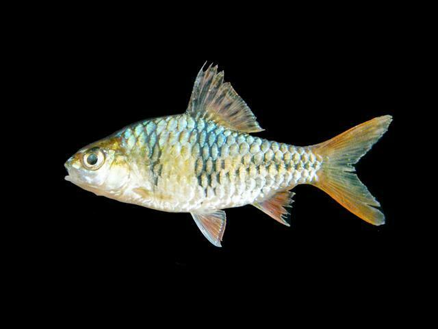 Barbus T (Striuntius lateristriga)