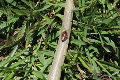 Rochaina phalerata