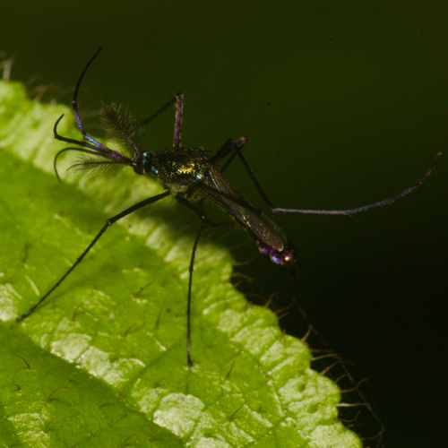 Toxorhynchites trichopygus