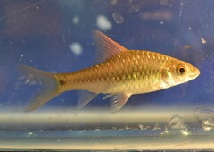 Kelums Long Snouted Barb photo 1