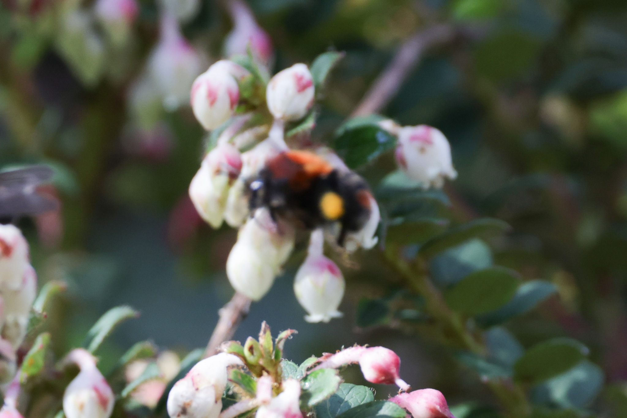Bombus image