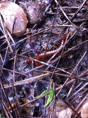 Scolopocryptops spinicaudus