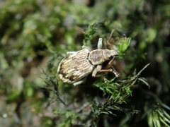 Polydrusus tereticollis