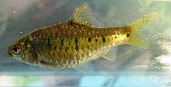 Barbus vert de Chine (Barbus doré) (Barbodes semifasciolatus)
