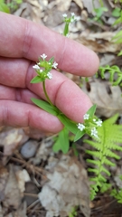 Valerianella