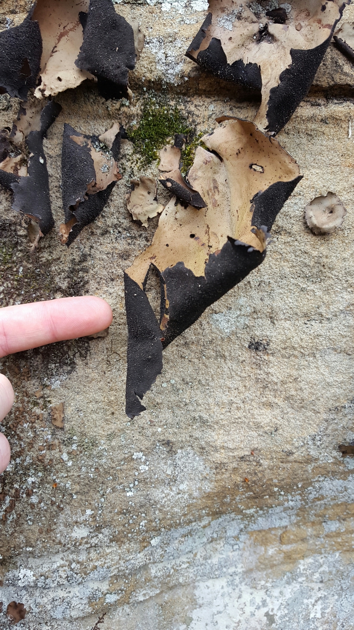 Umbilicaria image