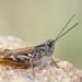 French Grasshopper - Photo (c) Gilles San Martin, some rights reserved (CC BY-SA), uploaded by Gilles San Martin