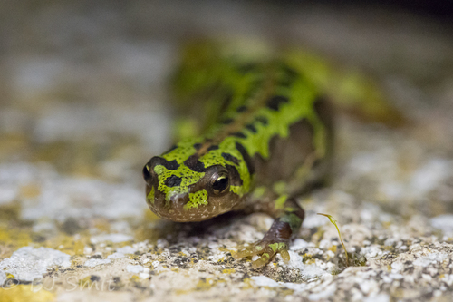 Pygmy Marbled Newt
